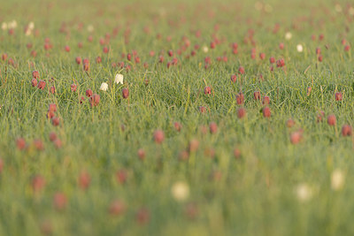 BUITEN BEELD Foto: 223484