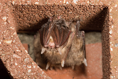 BUITEN BEELD Foto: 223491
