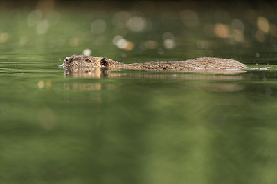 BUITEN BEELD Foto: 223501