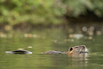 BUITEN BEELD Foto: 223503
