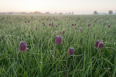 BUITEN BEELD Foto: 223506