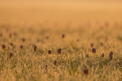 BUITEN BEELD Foto: 223512