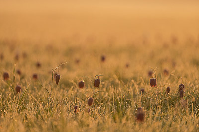 BUITEN BEELD Foto: 223512