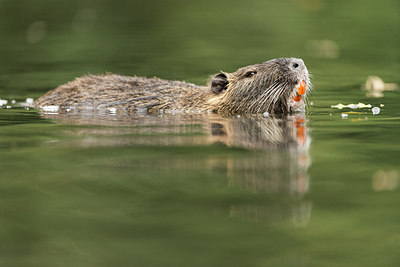 BUITEN BEELD Foto: 223536