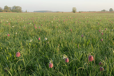 BUITEN BEELD Foto: 223539