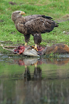 BUITEN BEELD Foto: 223573