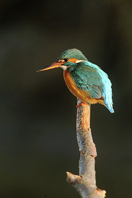 BUITEN BEELD Foto: 223603