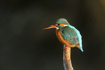 BUITEN BEELD Foto: 223604