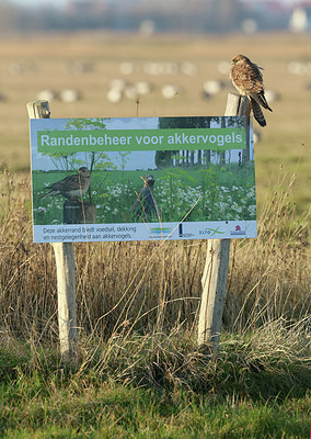 BUITEN BEELD Foto: 223606