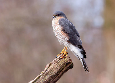 BUITEN BEELD Foto: 223627