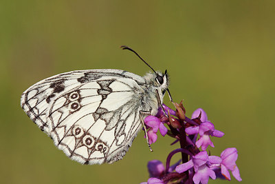 BUITEN BEELD Foto: 223629