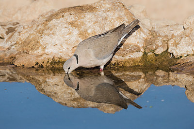 BUITEN BEELD Foto: 223655