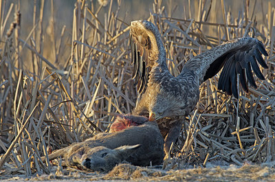 BUITEN BEELD Foto: 223670
