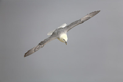 BUITEN BEELD Foto: 223699