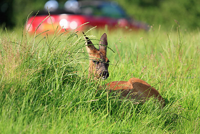 BUITEN BEELD Foto: 223703
