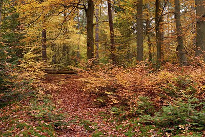 BUITEN BEELD Foto: 223710