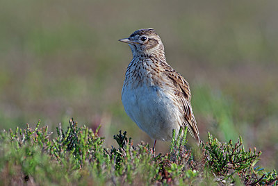 BUITEN BEELD Foto: 223735