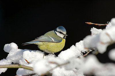 BUITEN BEELD Foto: 223748