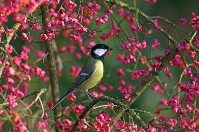 BUITEN BEELD Foto: 223754