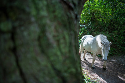 BUITEN BEELD Foto: 223895