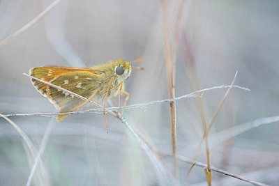 BUITEN BEELD Foto: 223948