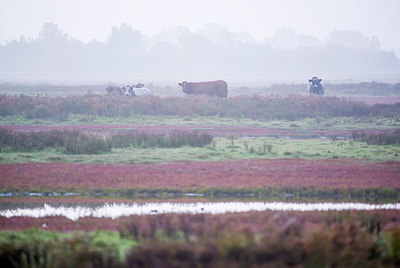 BUITEN BEELD Foto: 223967