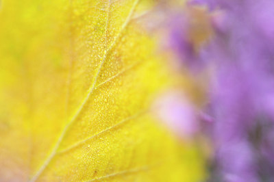 BUITEN BEELD Foto: 223969