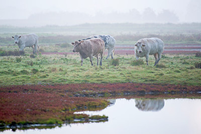 BUITEN BEELD Foto: 223973