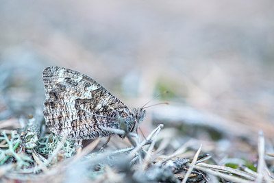 BUITEN BEELD Foto: 223983