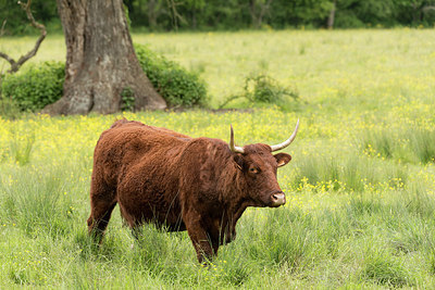 BUITEN BEELD Foto: 224014