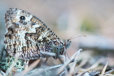 BUITEN BEELD Foto: 224026
