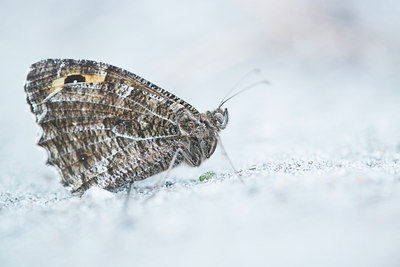 BUITEN BEELD Foto: 224030