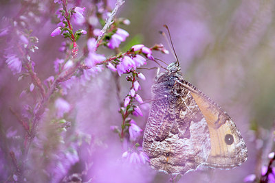 BUITEN BEELD Foto: 224039