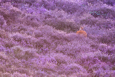 BUITEN BEELD Foto: 224047
