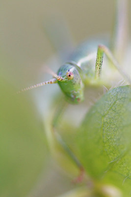 BUITEN BEELD Foto: 224159