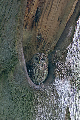 BUITEN BEELD Foto: 224244