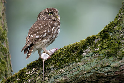 BUITEN BEELD Foto: 224245