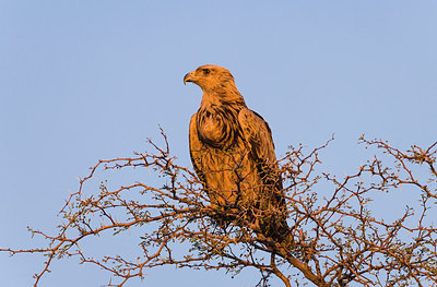 BUITEN BEELD Foto: 224257