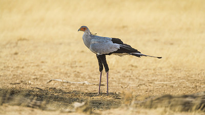 BUITEN BEELD Foto: 224259