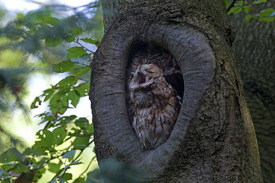 BUITEN BEELD Foto: 224279