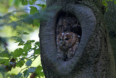 BUITEN BEELD Foto: 224280