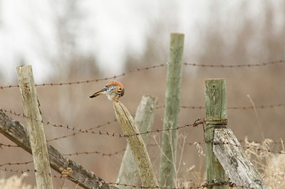 BUITEN BEELD Foto: 224333