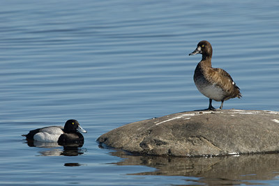 BUITEN BEELD Foto: 224336