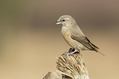 BUITEN BEELD Foto: 224379