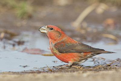 BUITEN BEELD Foto: 224380