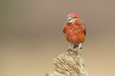 BUITEN BEELD Foto: 224382
