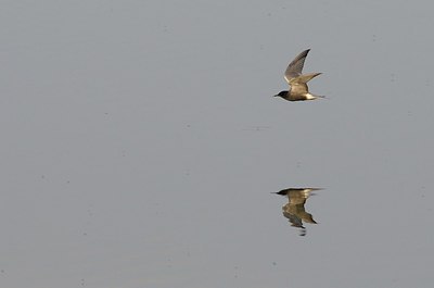 BUITEN BEELD Foto: 224414