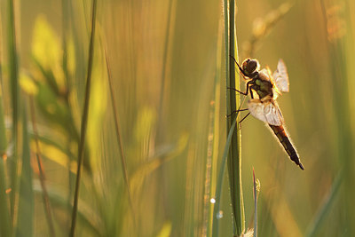 BUITEN BEELD Foto: 224422