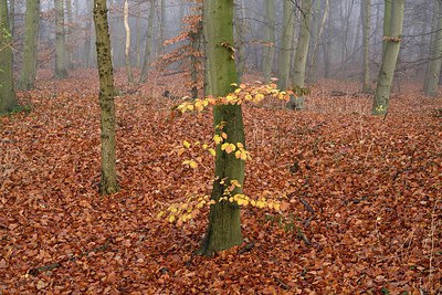 BUITEN BEELD Foto: 224426
