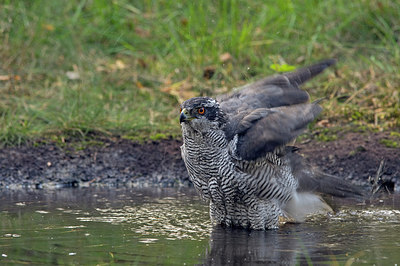 BUITEN BEELD Foto: 224450